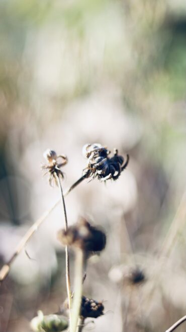 Nahaufnahme von getrockneten Wildblumen mit unscharfen Stängeln und gedämpften Farben im Hintergrund, wodurch ein weicher, verträumter und leicht abstrakter Effekt entsteht. Der Fokus liegt auf dem zentralen getrockneten Blütenkopf.