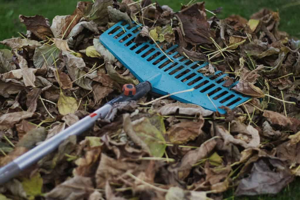 Eine blaue Plastikharke liegt auf einem Haufen trockener brauner und gelber Blätter auf dem Gras, was auf herbstliche Gartenarbeit hindeutet.