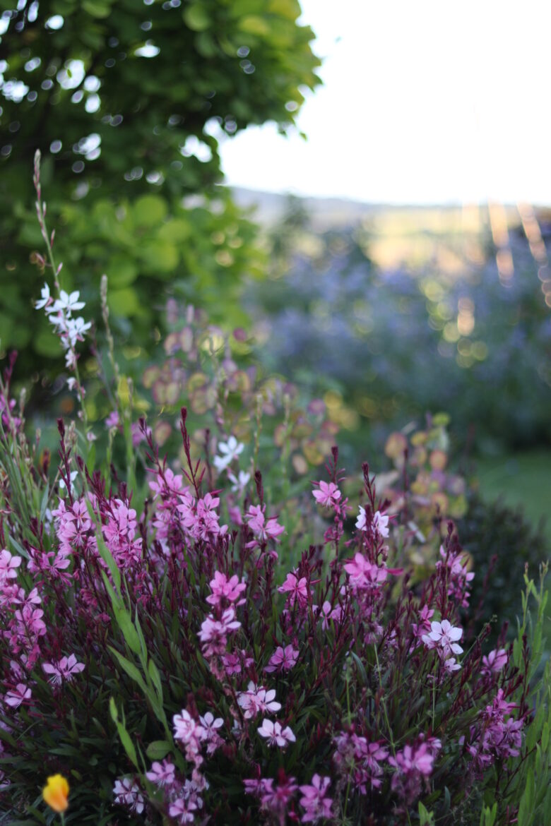 Im Vordergrund blühen rosafarbene und weiße Wildblumen, dahinter grünes Laub und ein Baum; der Hintergrund ist sanft verschwommen mit Andeutungen einer Landschaft und eines Himmels.