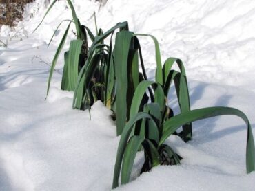 Leek plants with long green leaves are growing through a layer of white snow, surrounded by a snowy landscape.