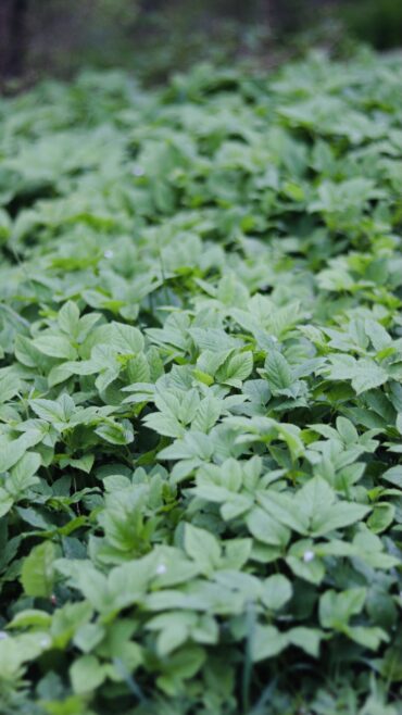 Dense green foliage covers the ground, with broad, healthy leaves overlapping each other in a lush, natural setting. The background is softly blurred, focusing attention on the vibrant green leaves.