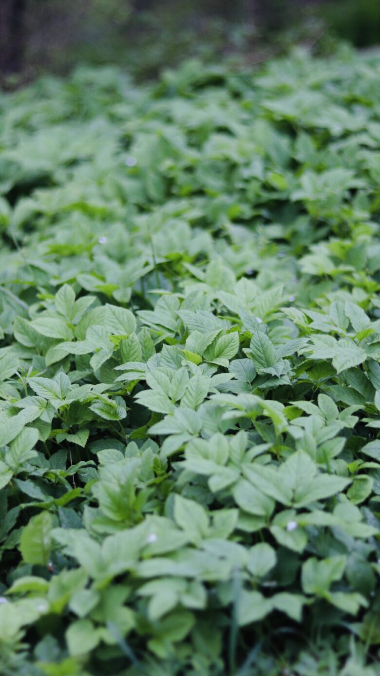 Dense green foliage covers the ground, with broad, healthy leaves overlapping each other in a lush, natural setting. The background is softly blurred, focusing attention on the vibrant green leaves.