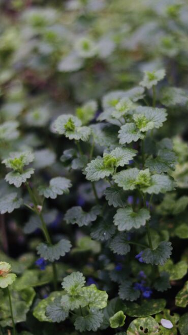 Close-up of green leafy ground cover plants with scalloped edges and small hints of purple flowers peeking through the foliage, creating a lush and natural scene.