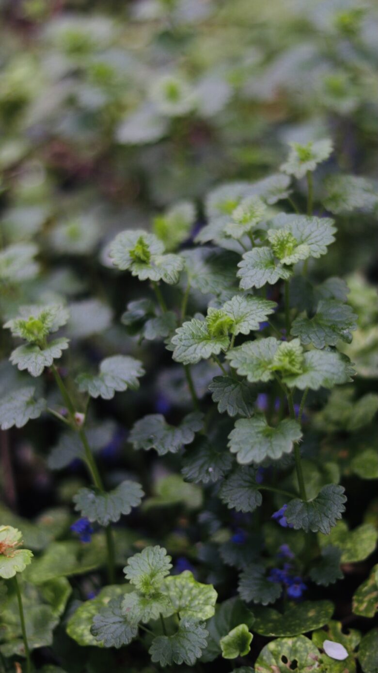 Close-up of green leafy ground cover plants with scalloped edges and small hints of purple flowers peeking through the foliage, creating a lush and natural scene.