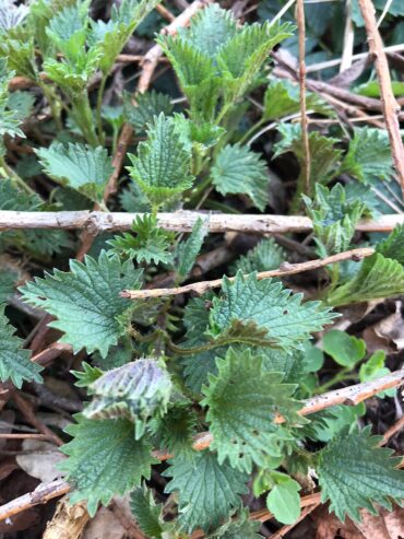 Close-up of green nettle plants with jagged, serrated leaves growing among dry twigs and brown fallen leaves on the ground.
