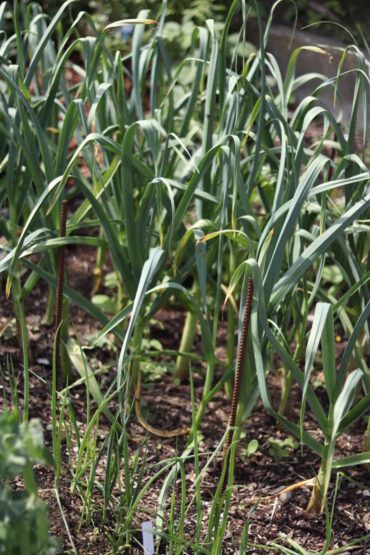 Rows of green leek plants growing in soil outdoors, with tall, slender leaves arching upward; sunlight highlights the healthy, leafy vegetable garden.