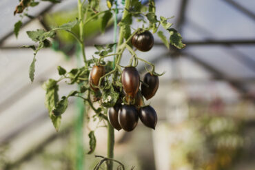 A cluster of dark purple and brown tomatoes hangs from a leafy vine inside a greenhouse, with sunlight streaming through the glass panels in the background.