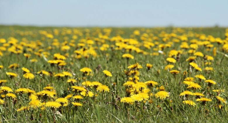 A field of bright yellow dandelions in full bloom stretches into the distance under a clear blue sky, with green grass surrounding the flowers.