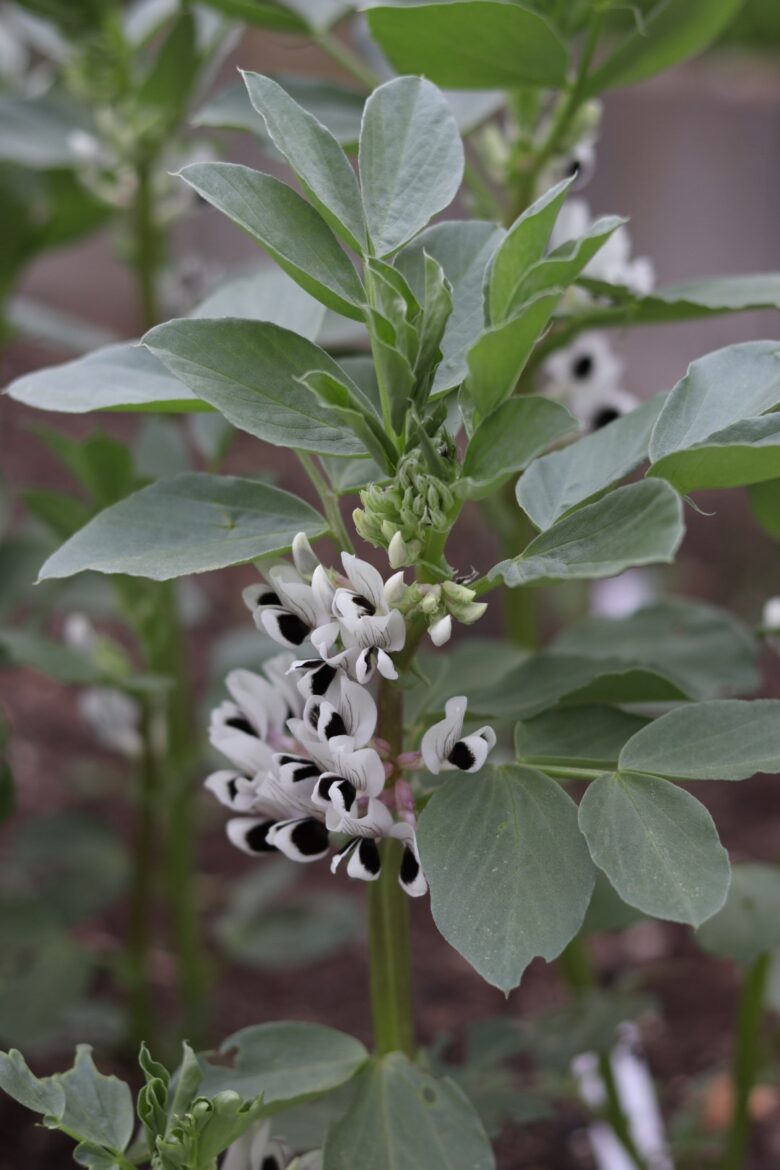 A close-up of a broad bean plant with clusters of white flowers featuring distinctive black markings, surrounded by large green leaves in an outdoor garden setting.