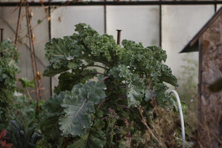 Large, leafy green kale plant growing in a garden with a white wall and a wooden structure visible in the background. The scene looks natural and slightly overgrown.