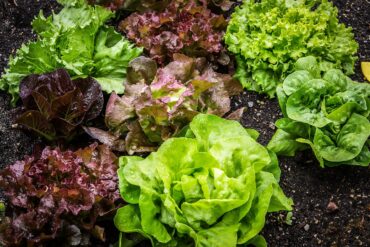 Various types of leafy lettuce, including green and red varieties, grow closely together in rich, dark soil in a garden. The leaves are fresh and vibrant, with visible drops of water on them.