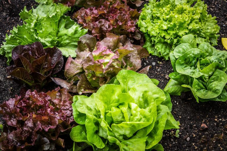 Various types of leafy lettuce, including green and red varieties, grow closely together in rich, dark soil in a garden. The leaves are fresh and vibrant, with visible drops of water on them.