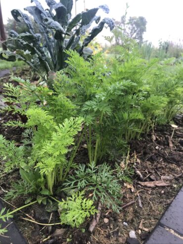 Young carrot plants with feathery green leaves growing in a garden bed, surrounded by soil and mulch. Taller leafy greens, possibly kale, are visible in the background.