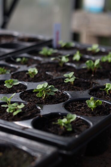 Close-up of small green seedlings growing in individual cells of a black plastic seed tray filled with soil, indoors, with natural light coming from the side.