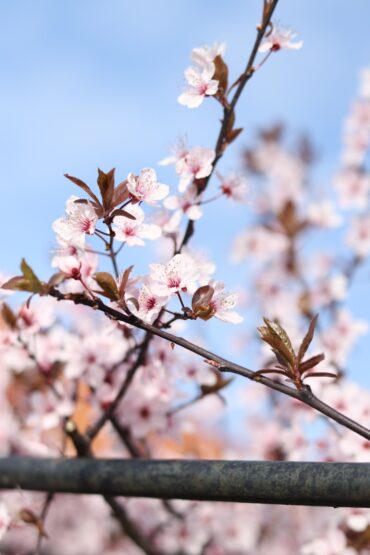 Close-up of blooming cherry blossom branches with delicate pink flowers and reddish leaves against a soft blue sky, with a metal pipe running horizontally across the bottom of the image.