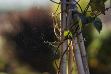 A spider web is delicately spun between bamboo sticks supporting a plant with green leaves, set against a softly blurred garden background in warm sunlight.
