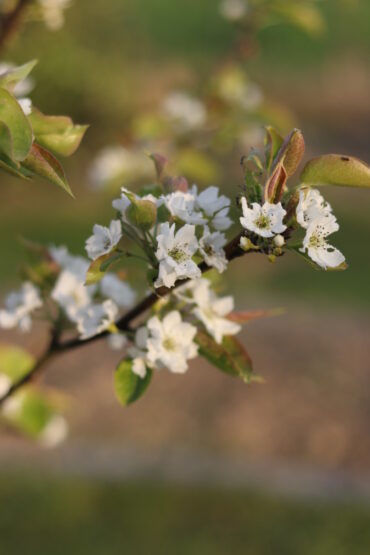 A close-up of a tree branch with clusters of small white blossoms and green leaves, set against a blurred outdoor background.