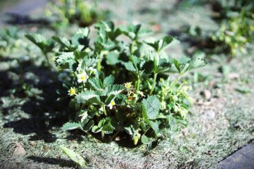 A small strawberry plant with green leaves and white flowers grows in a garden bed, surrounded by grass and soil.