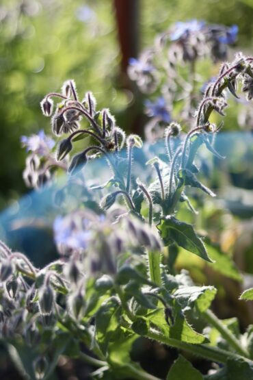 A close-up of a sunlit borage plant with fuzzy stems and small blue flowers, surrounded by green foliage. The background is blurred, highlighting the delicate details of the plant.